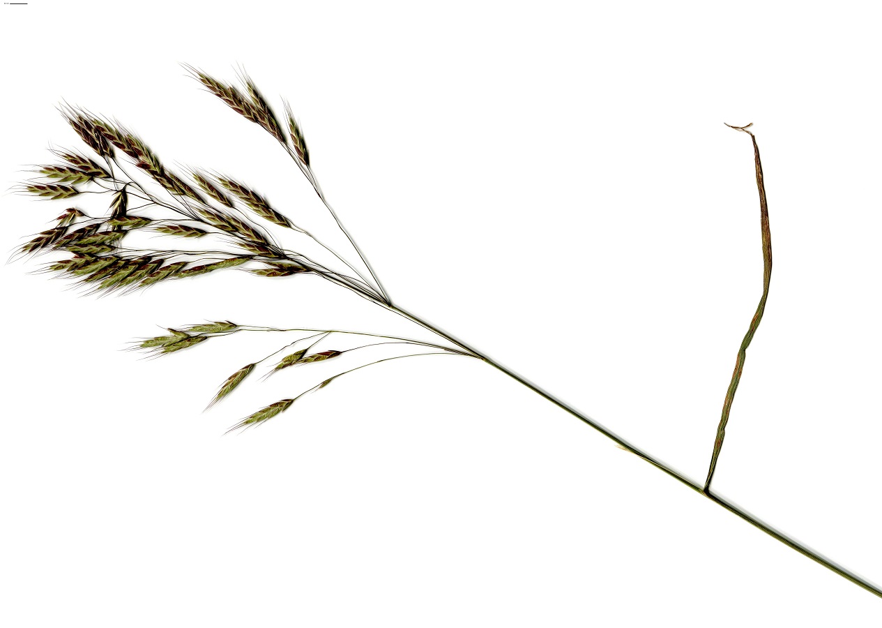 Bromus arvensis subsp. arvensis (Poaceae)